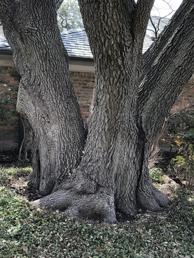 Mature heritage tree close to a Brockport property cared for by certified arborists